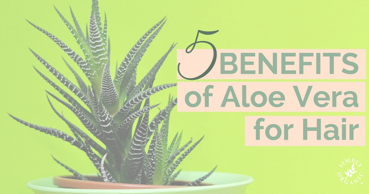 5 Benefits Of Aloe Vera For Hair Simply Organic Beauty