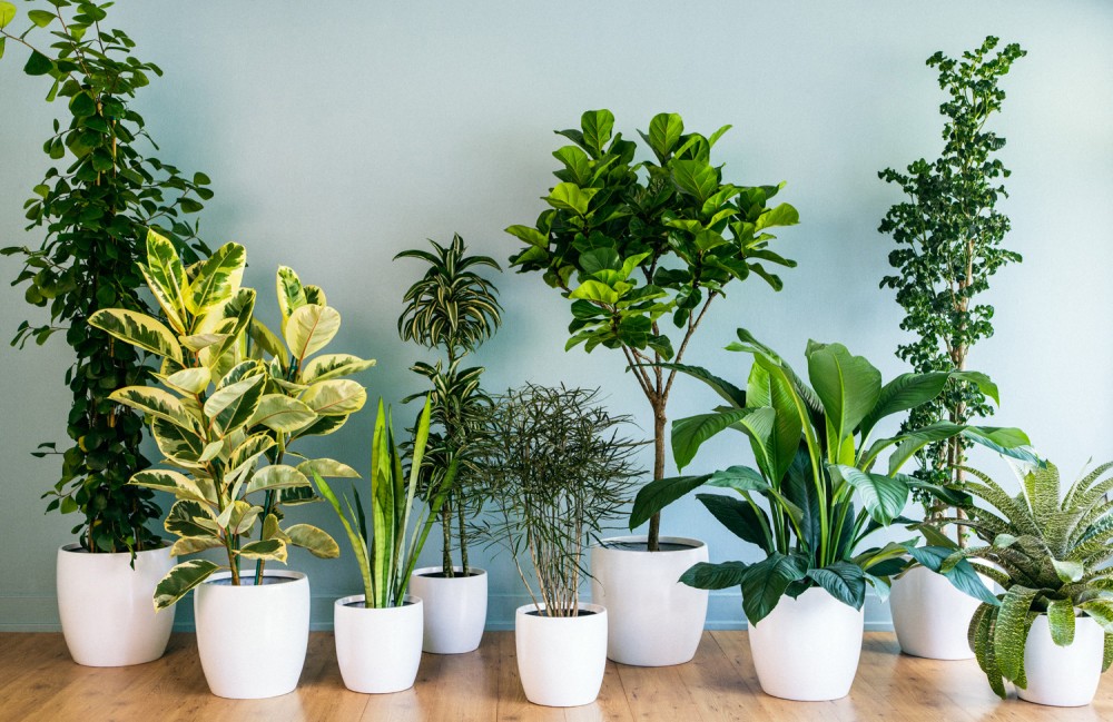 air-purifying-plants-indoors
