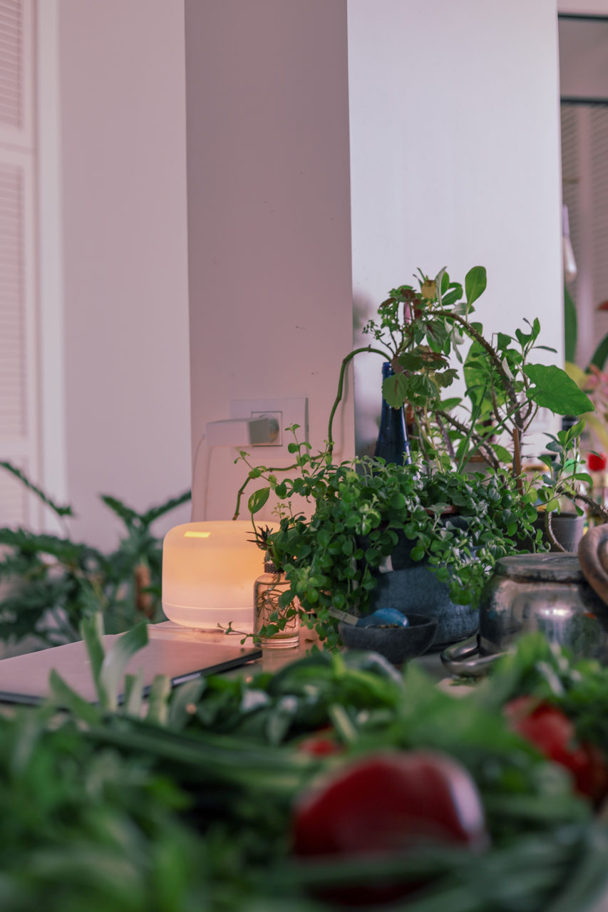 clean-air-purifying-plants