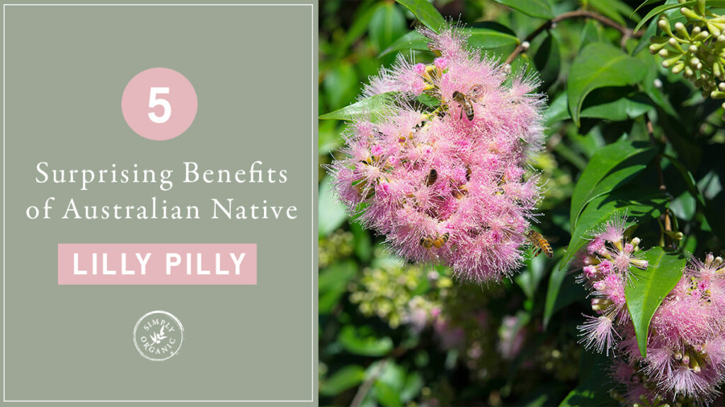 lilly-pilly-benefits