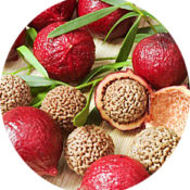 OM_Ingredient-Guide-Quandong-175x175