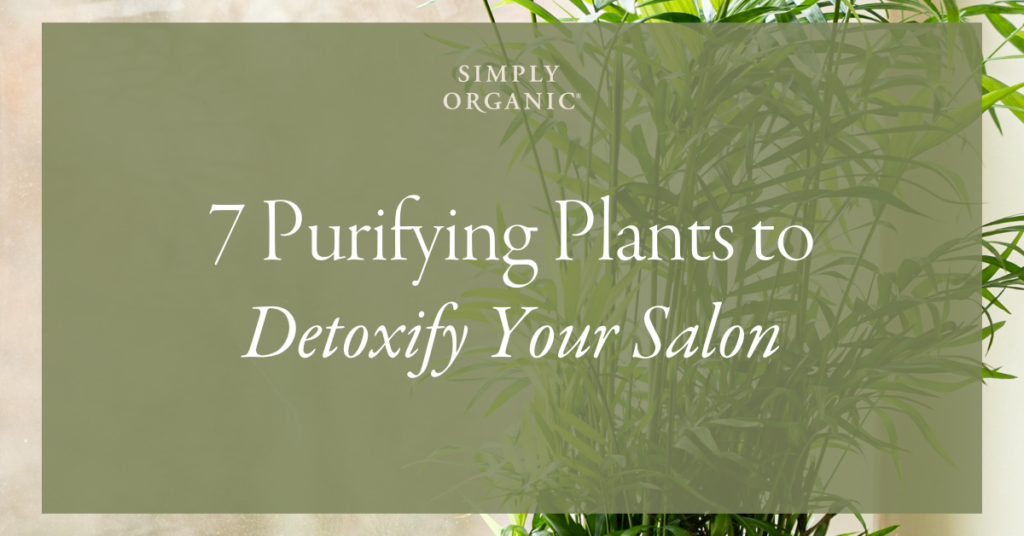 7 Purifying Plants Blog Header