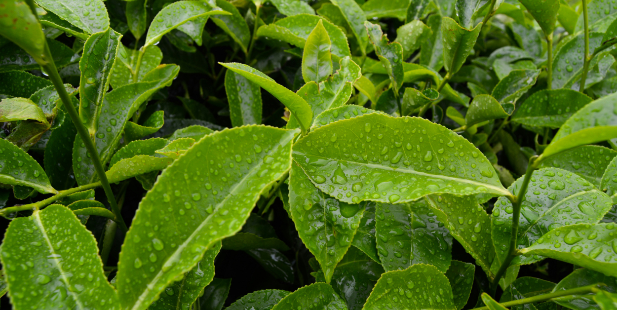 Green Tea
