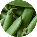 Hydrolyzed Pea Protein_Ingredient Icon