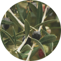 Olive Squalene_Ingredient Icon