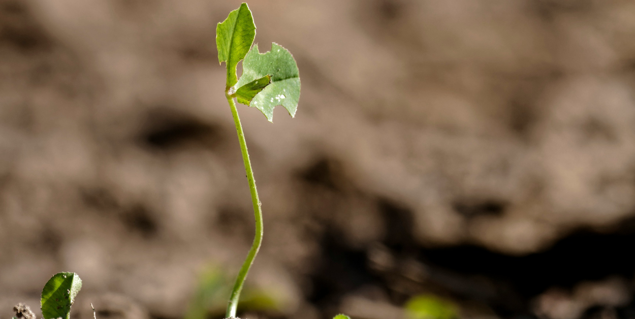 Pea sprout 2