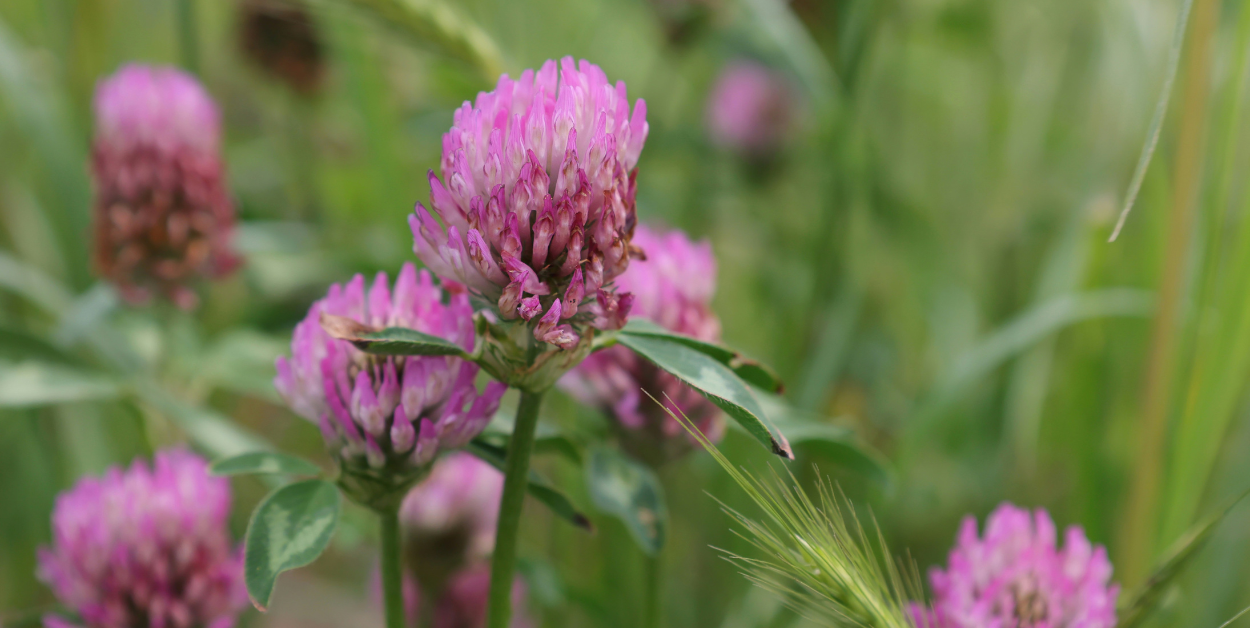 Red Clover Flower