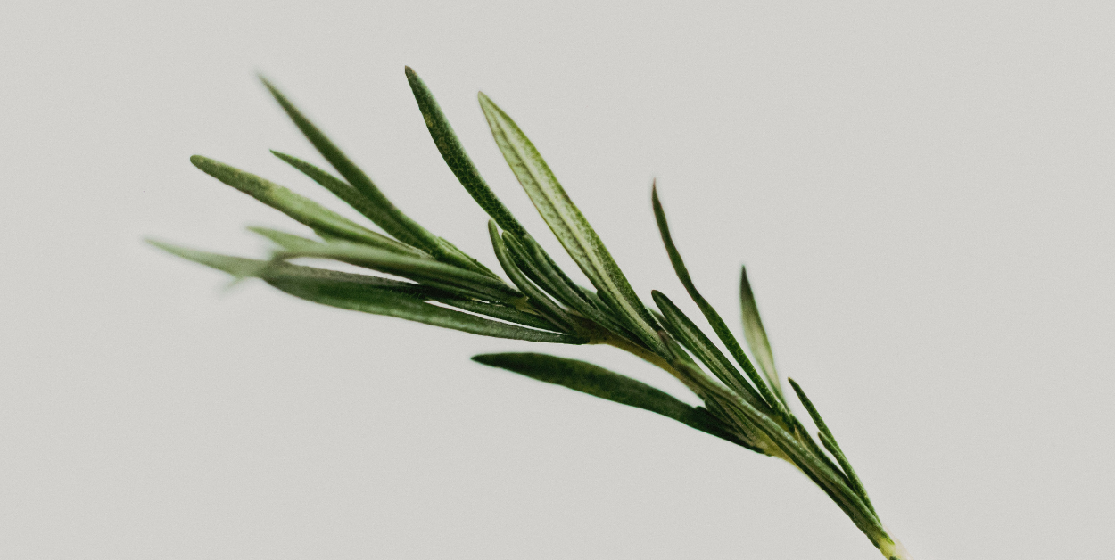 Rosemary